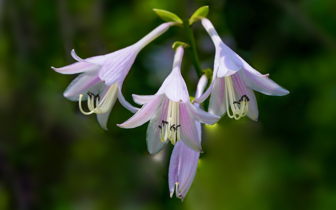 Розовые маленькие садовые лилии на ветке