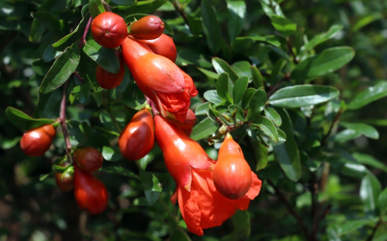 Цветы граната на ветке с зелеными листьями