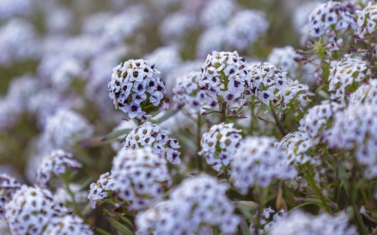 Фиолетовые цветы флокса на клумбе