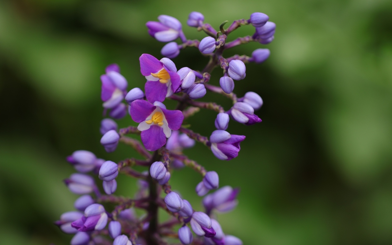 Фиолетовые маленькие цветы орхидеи крупным планом