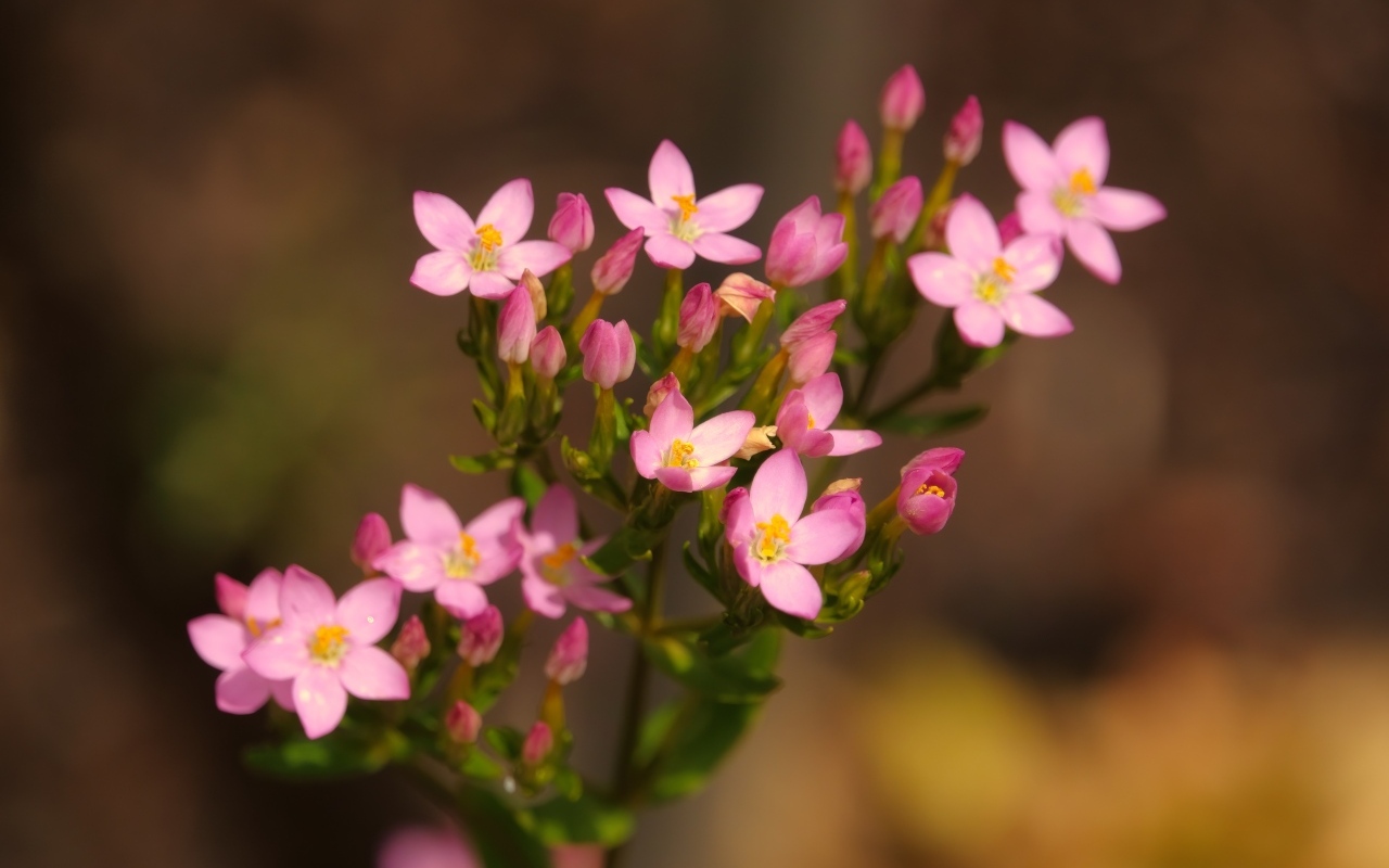 Настоящий розовый цветок к бутонами