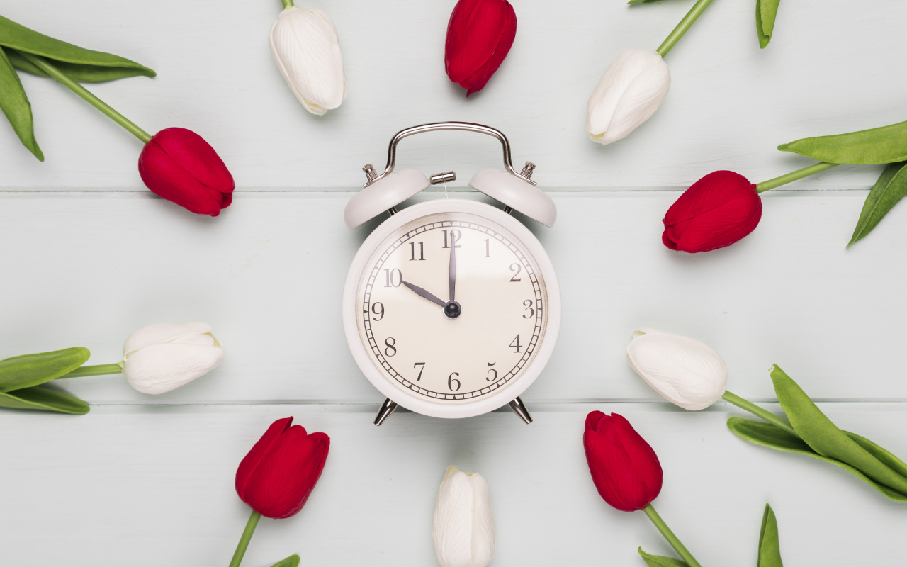 Красные и белые тюльпаны с будильником на сером столе