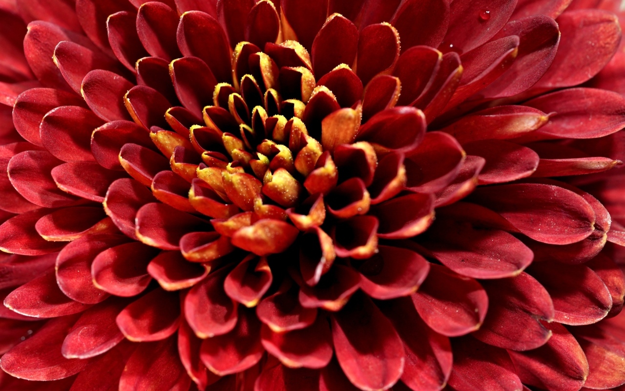 Красный цветок хризантемы вблизи