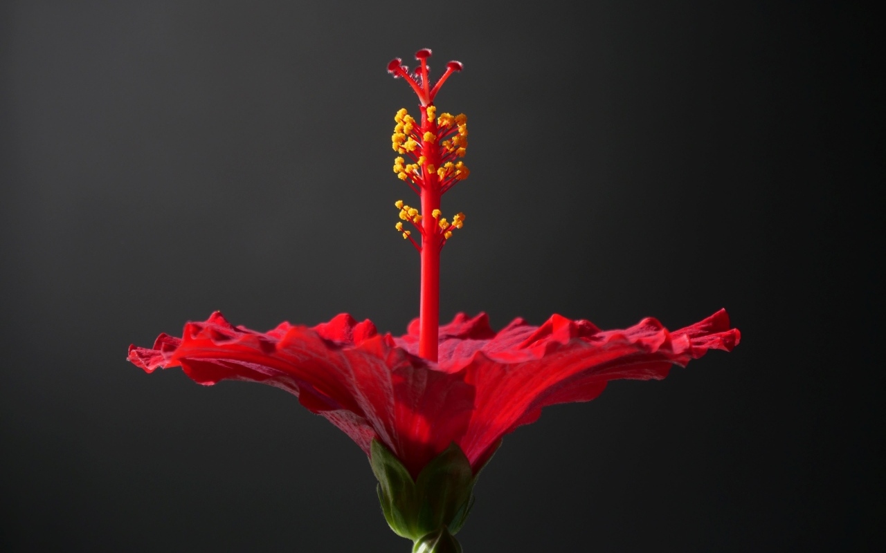 Красный гибискус на сером фоне