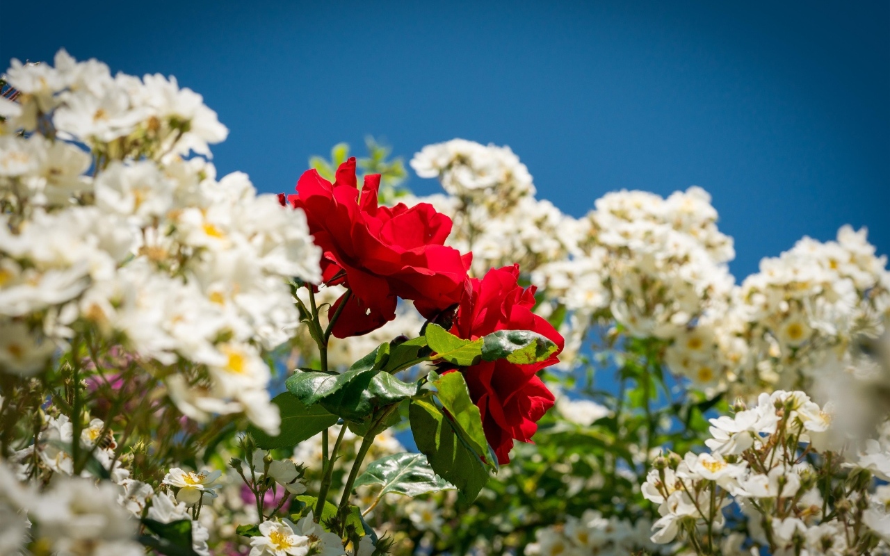 Красная парковая роза среди белых роз