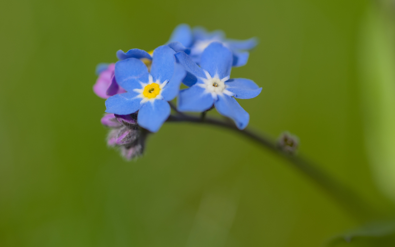 Маленький цветок незабудка на зеленом фоне