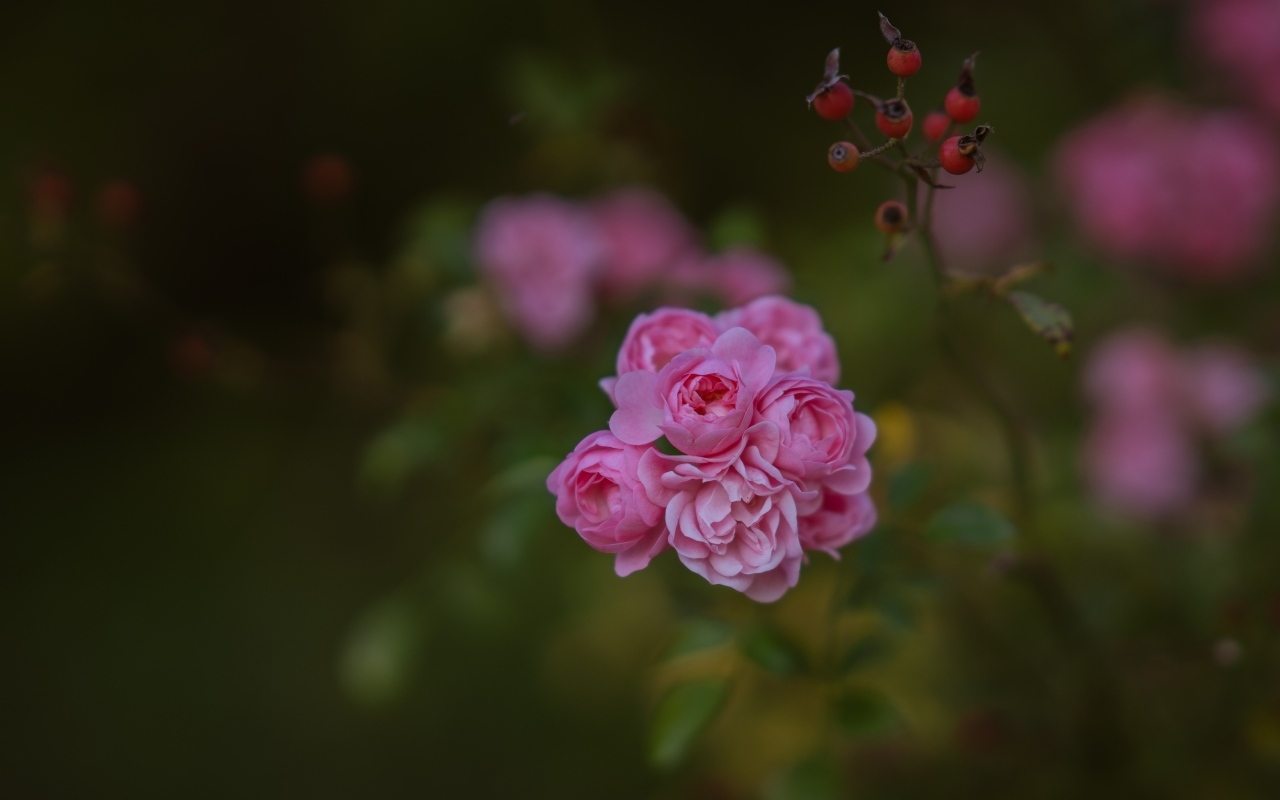 Мелкие розовые кустовые розы