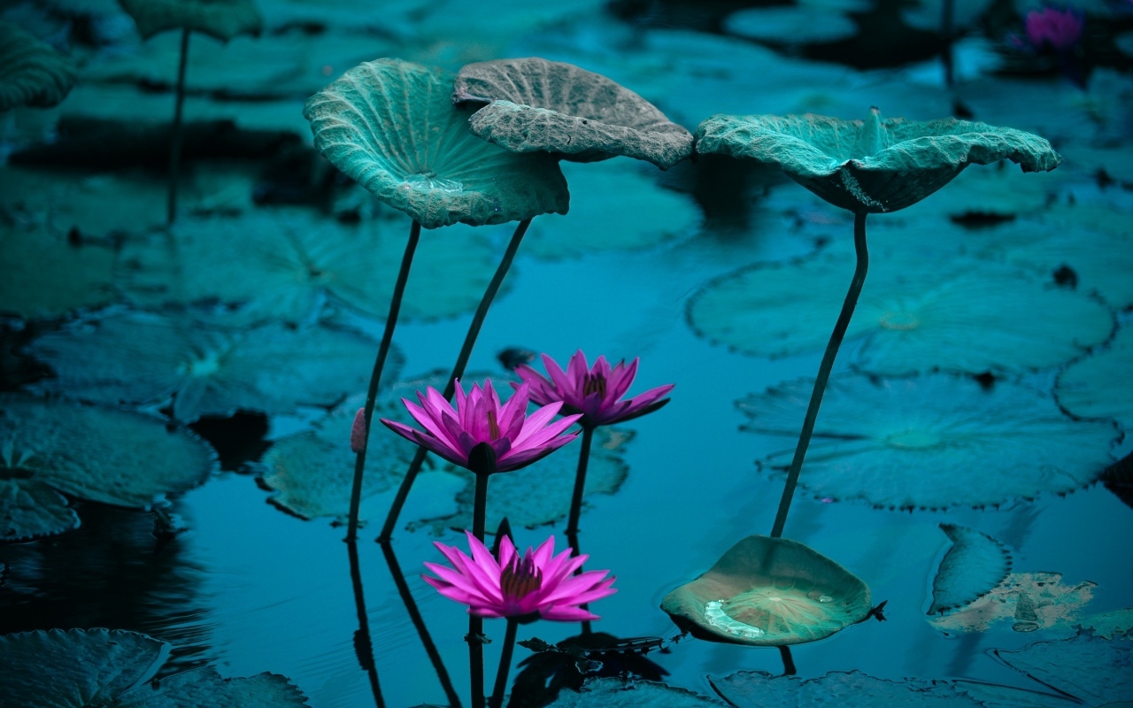 Маленькие розовые цветы лилии в воде с листьями