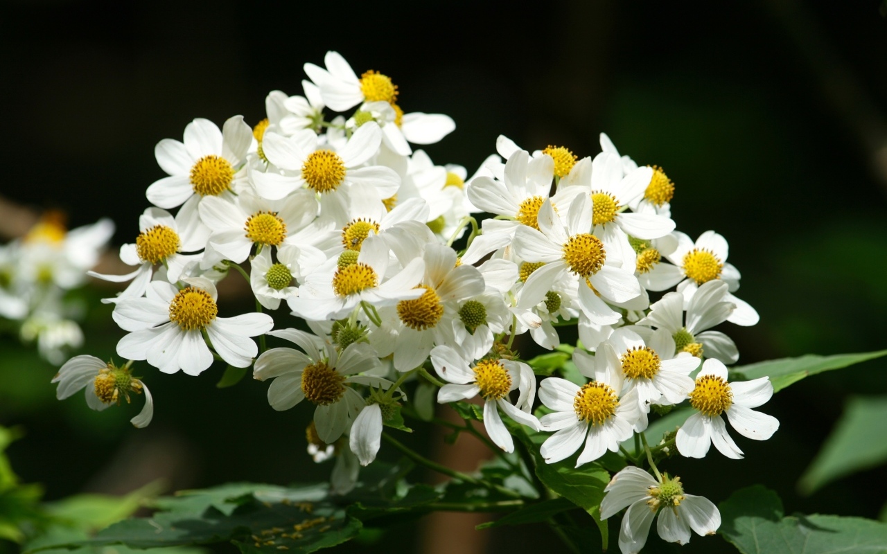 Мелкие белые цветы крупным планом