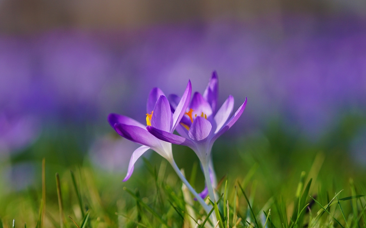 Весенние фиолетовые маленькие первоцветы крокусы
