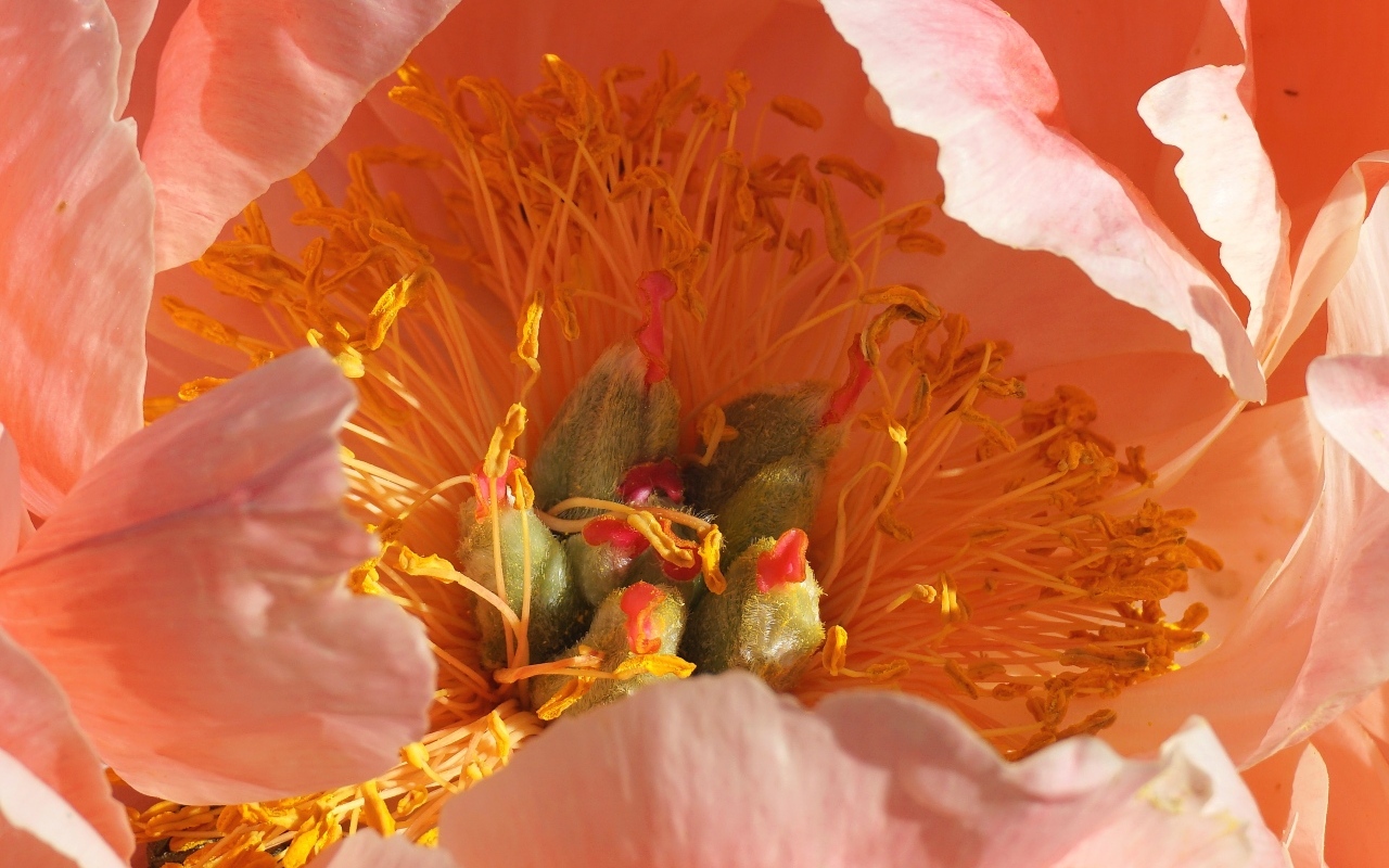 Серединка розового цветка пиона