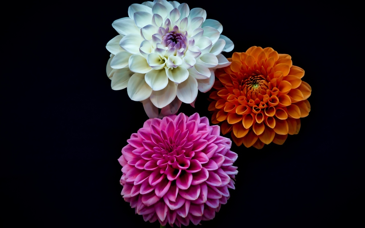 Три разноцветных цветка георгина на черном фоне