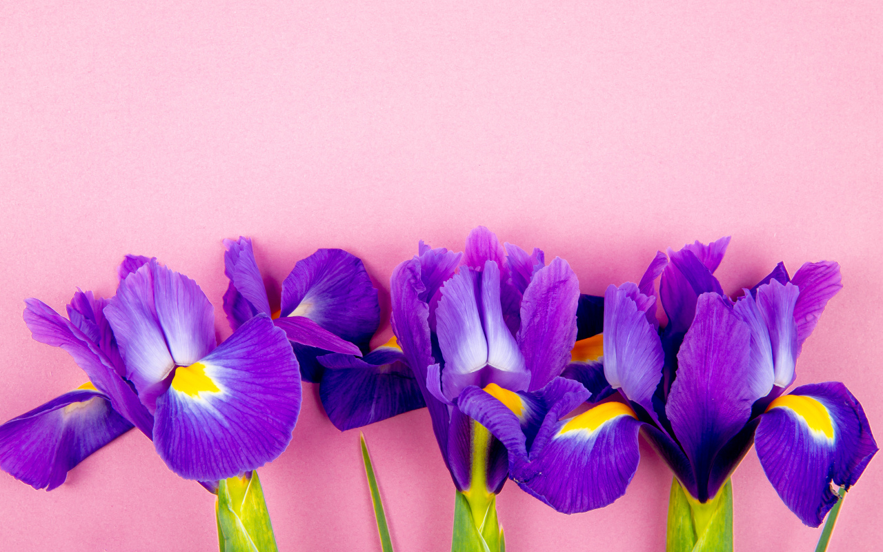 Три фиолетовых цветка ириса на розовом фоне