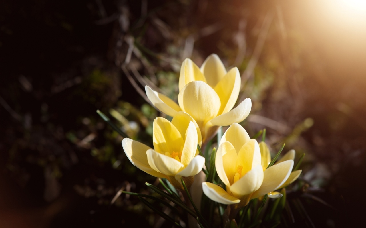 Три желтых крокуса в лучах солнца на клумбе