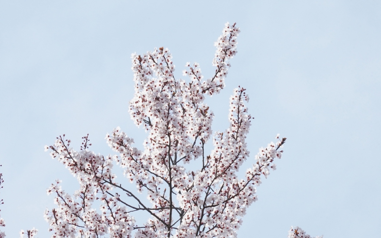 Дерево покрыто цветами на фоне голубого неба