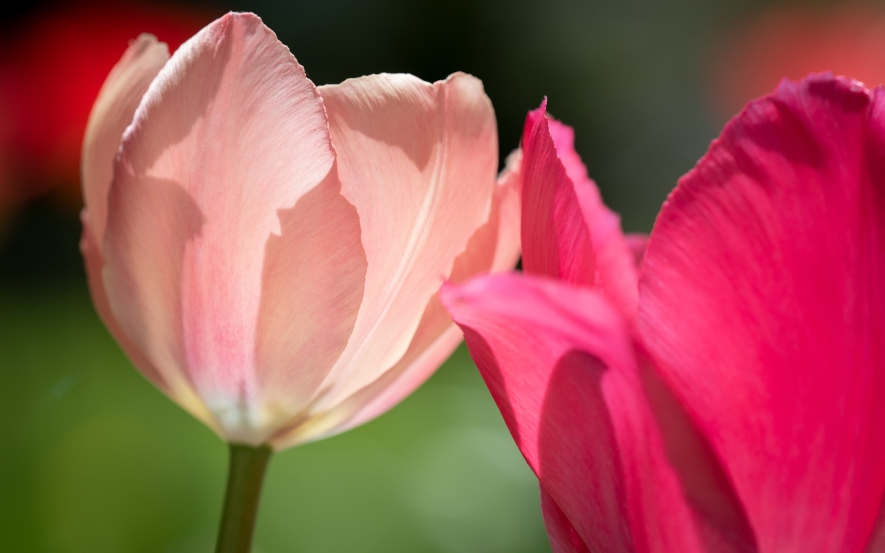 Два нежных тюльпана в лучах солнца