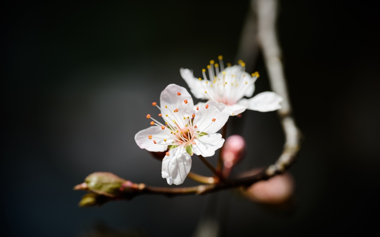 Два белых цветка вишни крупным планом
