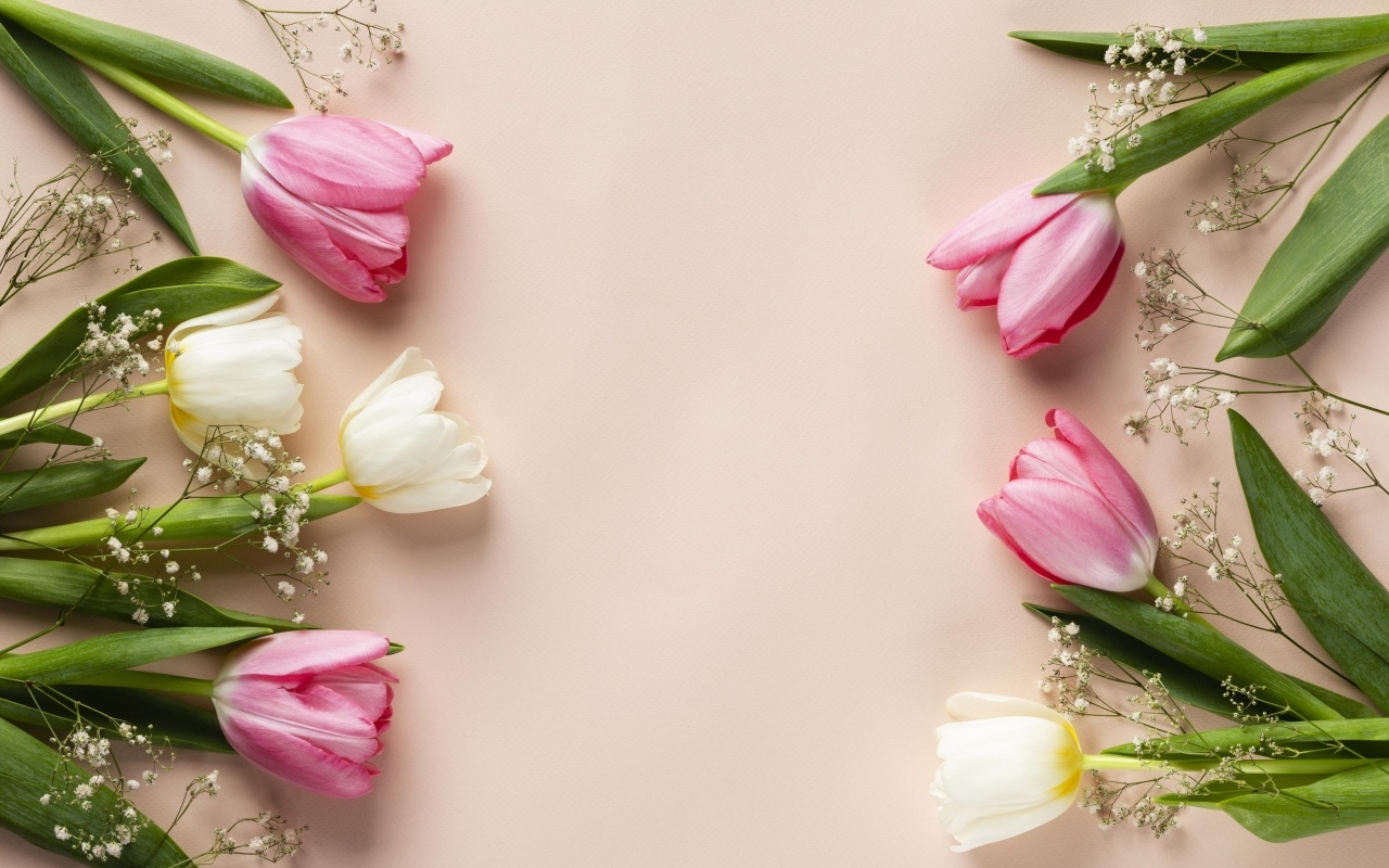 Белые и розовые тюльпаны с цветами гипсофилы на розовом фоне