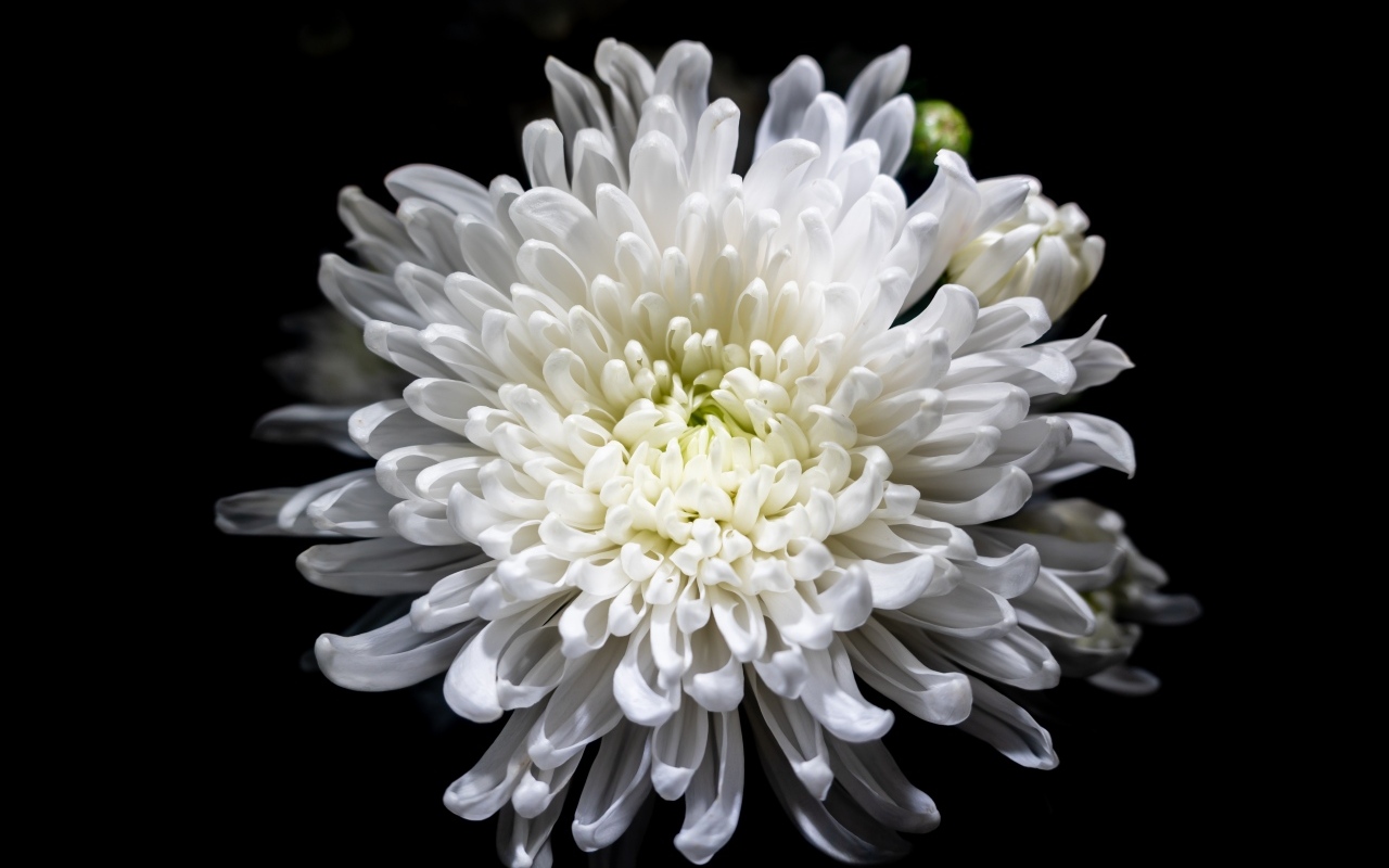 Белый осенний цветок хризантемы на черном фоне крупным планом