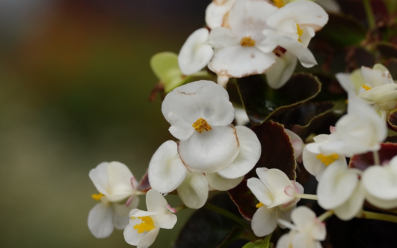 Белые цветы бегония крупным планом