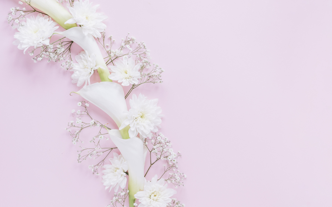 Белые цветы каллы и хризантемы на розовом фоне