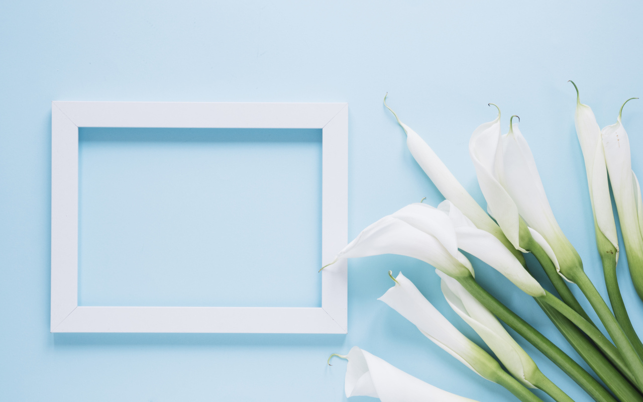 Белые каллы с рамкой для фото на голубом фоне