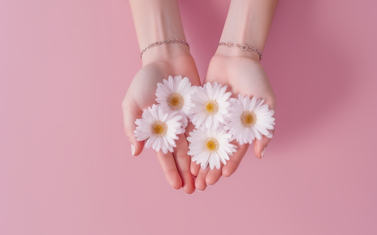 Белые цветы ромашки в ладонях на розовом фоне