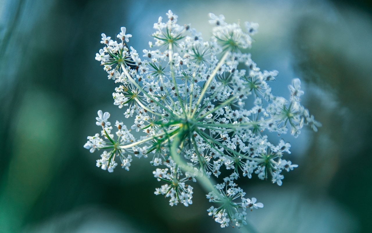 Белое цветущее полевое растение