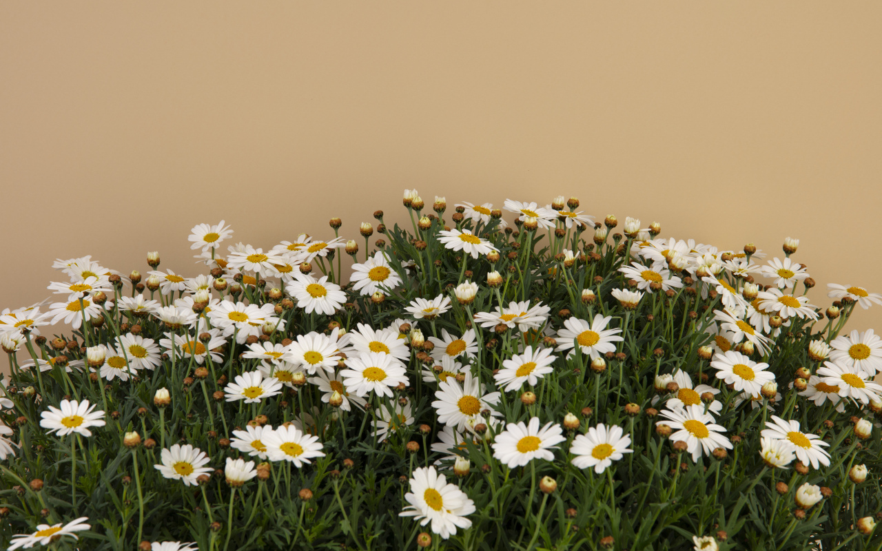 Белые маленькие ромашки на коричневом фоне