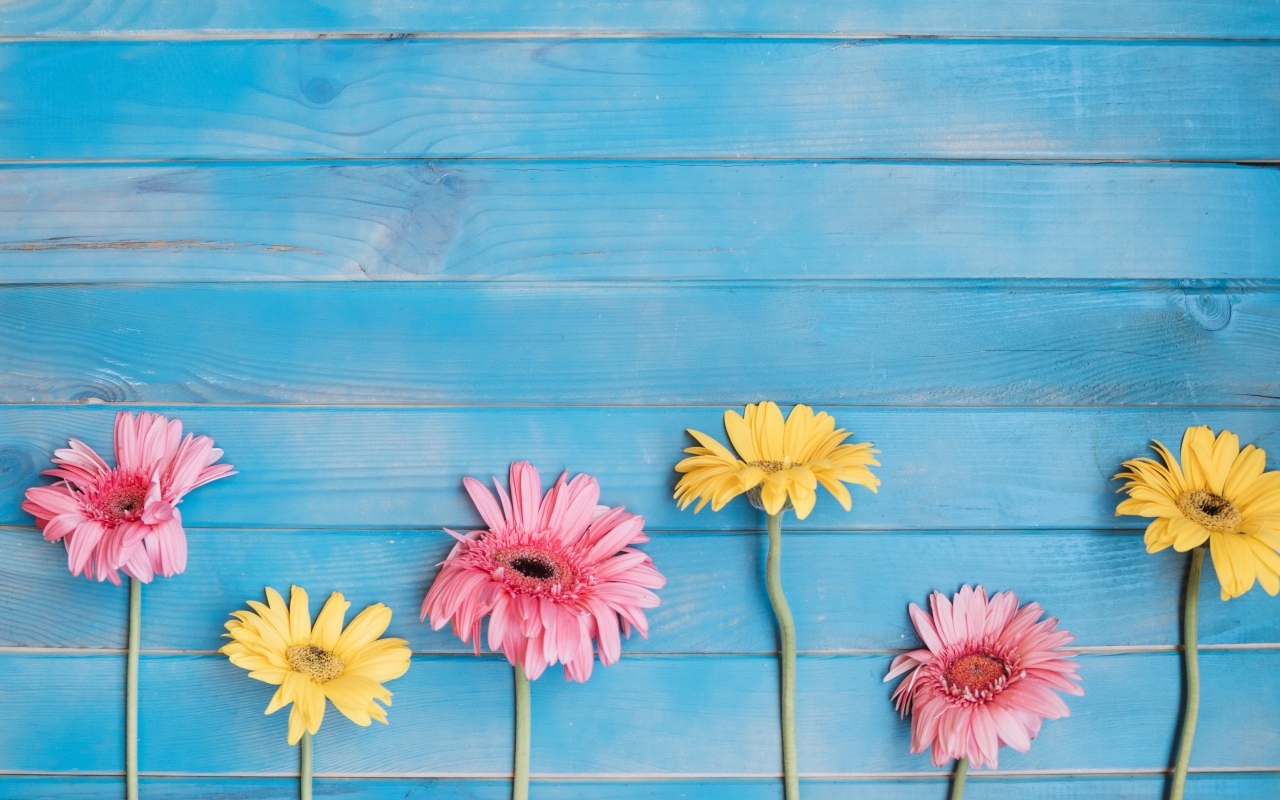 Желтые и розовые цветы герберы на голубом фоне