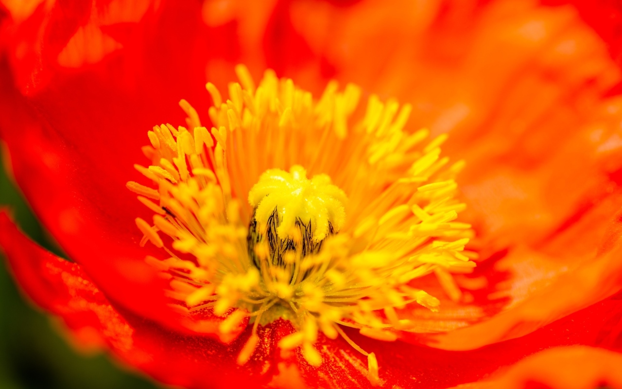 Желтая серединка красного мака крупным планом