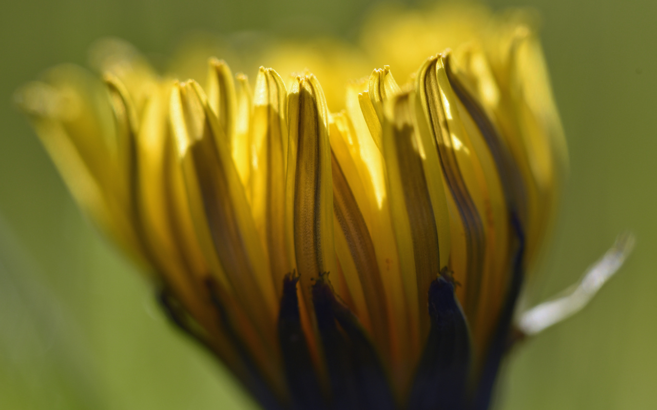 Желтый распускающийся цветок хризантемы крупным планом