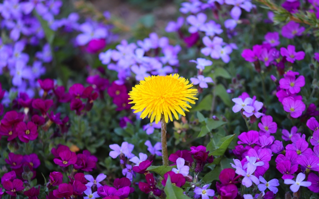 Желтый одуванчик в розовых цветах фиалки