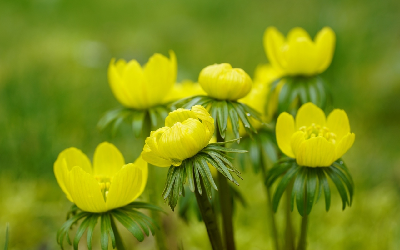 Желтые цветы рябчика крупным планом