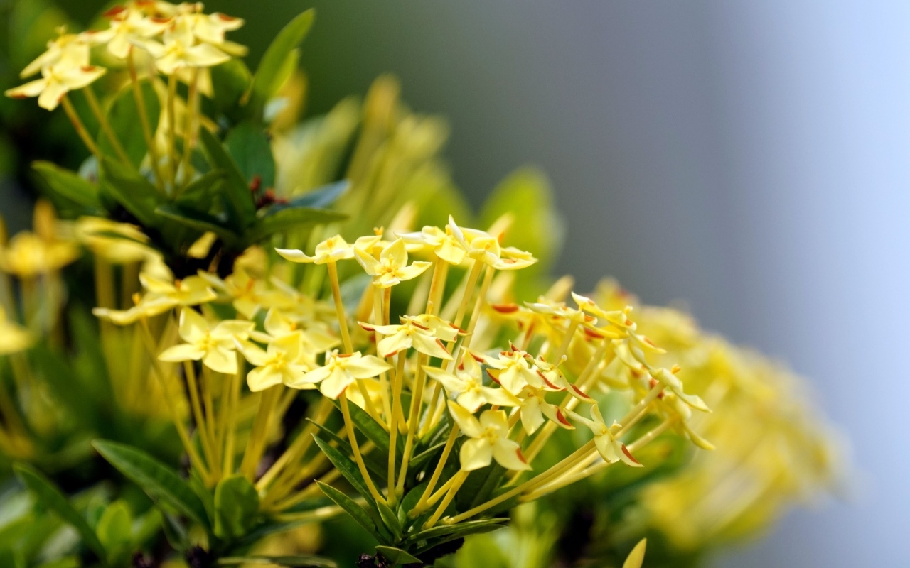 Желтые цветы иксора крупным планом