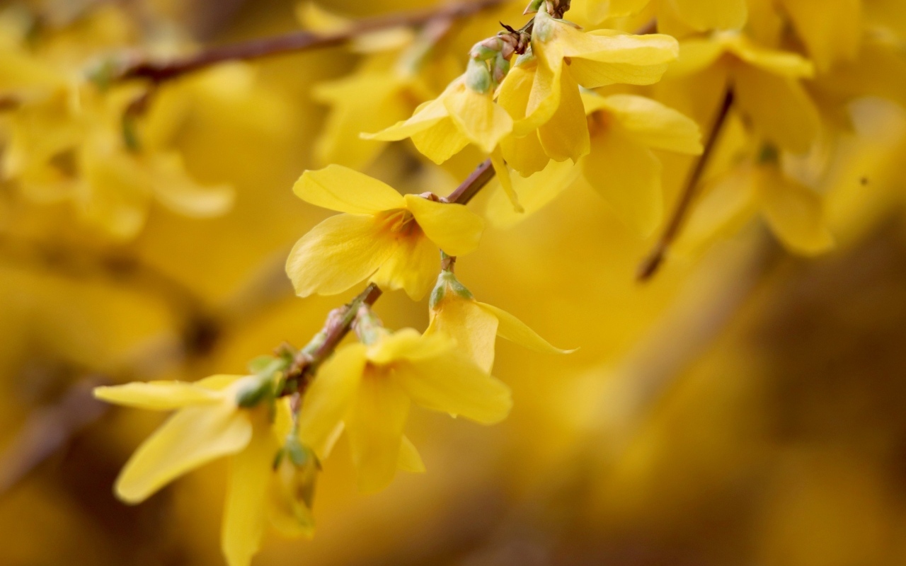 Желтые цветы сирени на ветке дерева