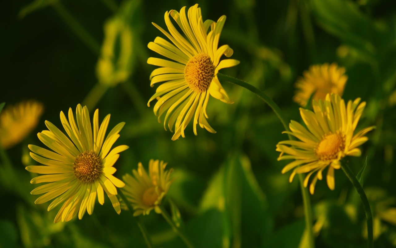 Желтые полевые цветы крупным планом