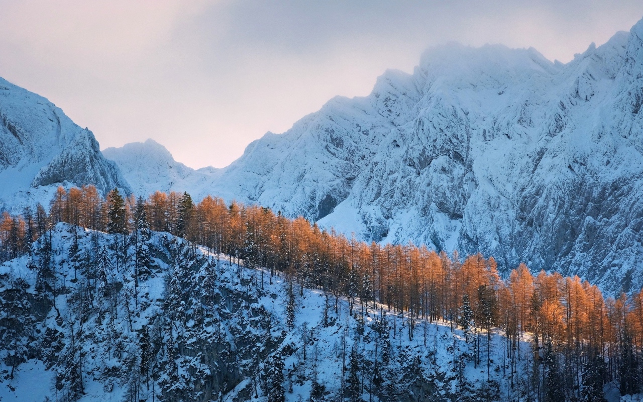Покрытые холодным белым снегом горы с лесом