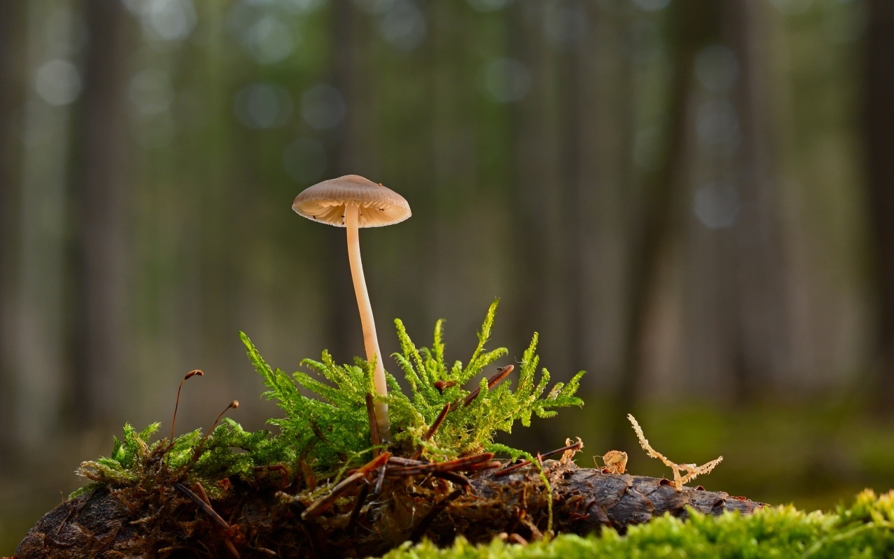 Маленький ядовитый гриб на покрытой мхом земле