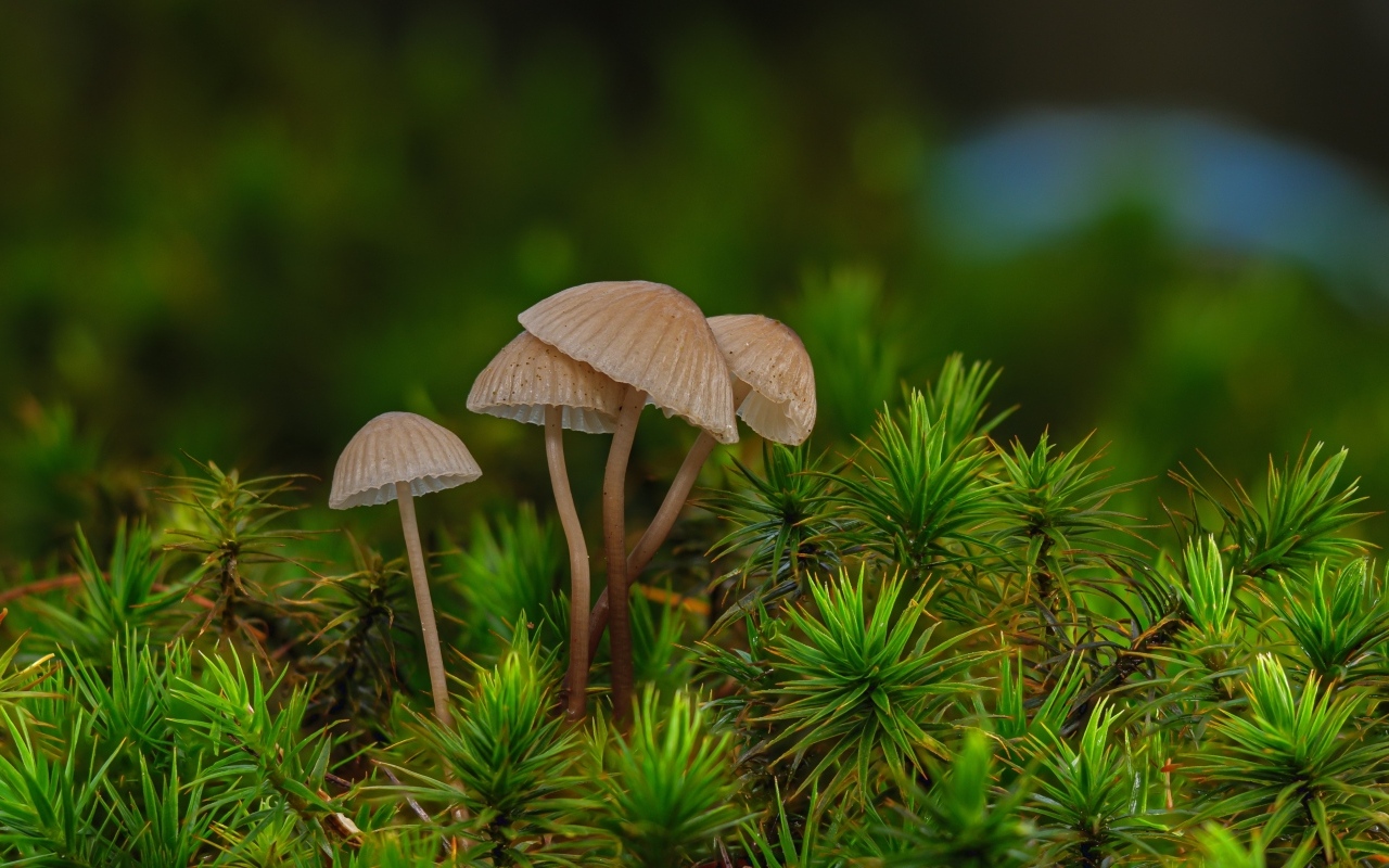 Грибы поганки в зеленом мху