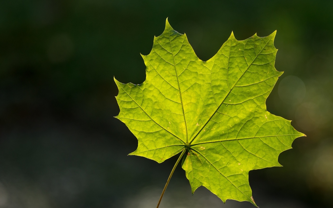 Красивый зеленый лист клена