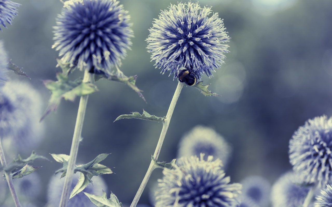 Колючие шарики чертополоха крупным планом