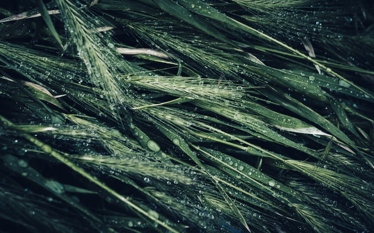 Зеленые колосья травы в каплях дождя