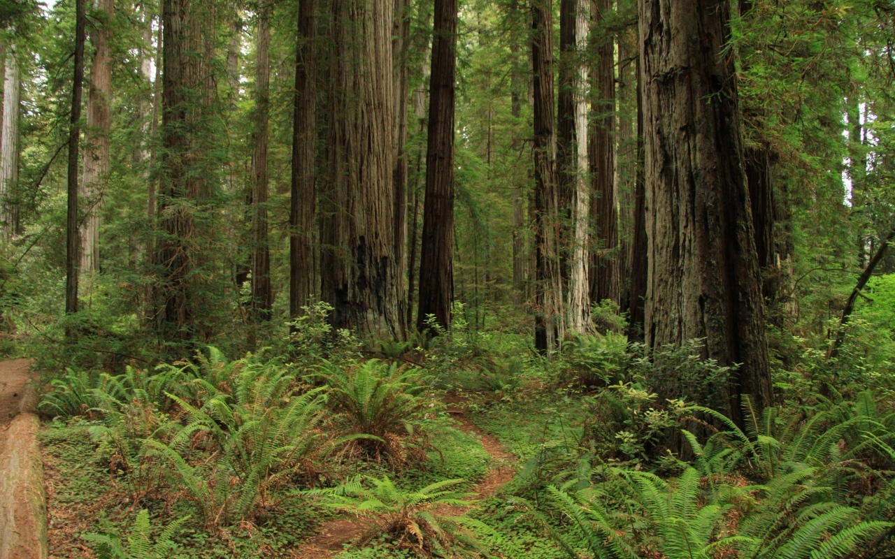 Зеленый папоротник с деревьями в лесу
