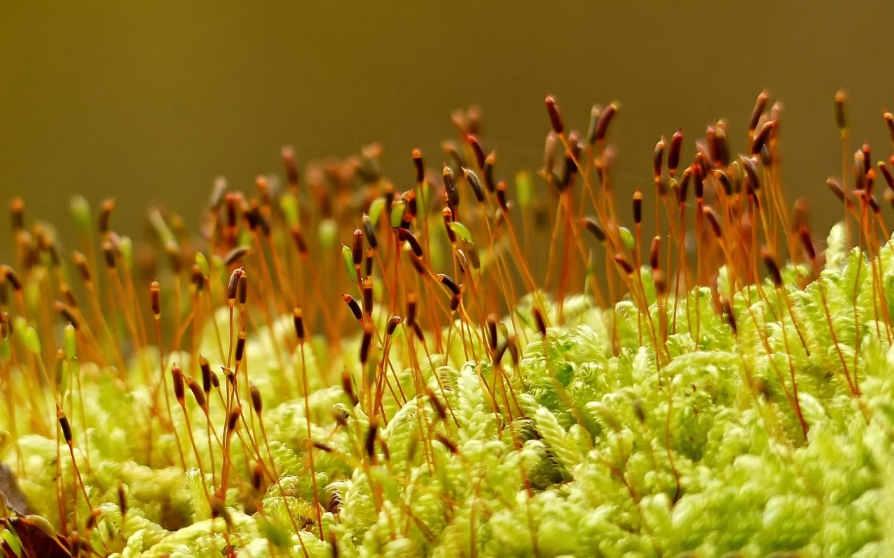 Зеленый мох на земле крупным планом
