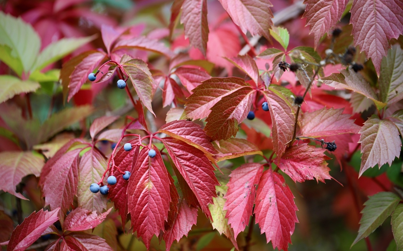 Красные листья дикого винограда