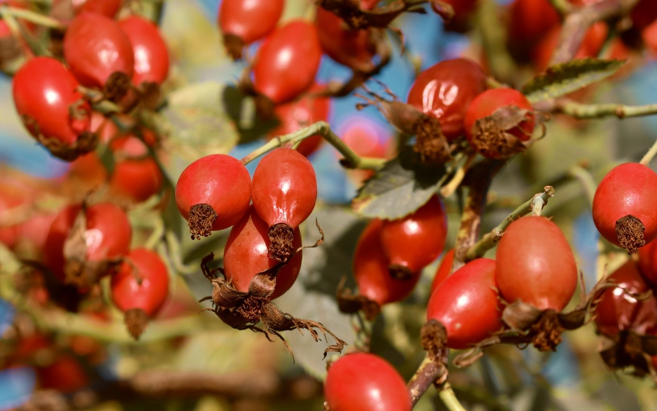 Красные ягоды шиповника на ветках