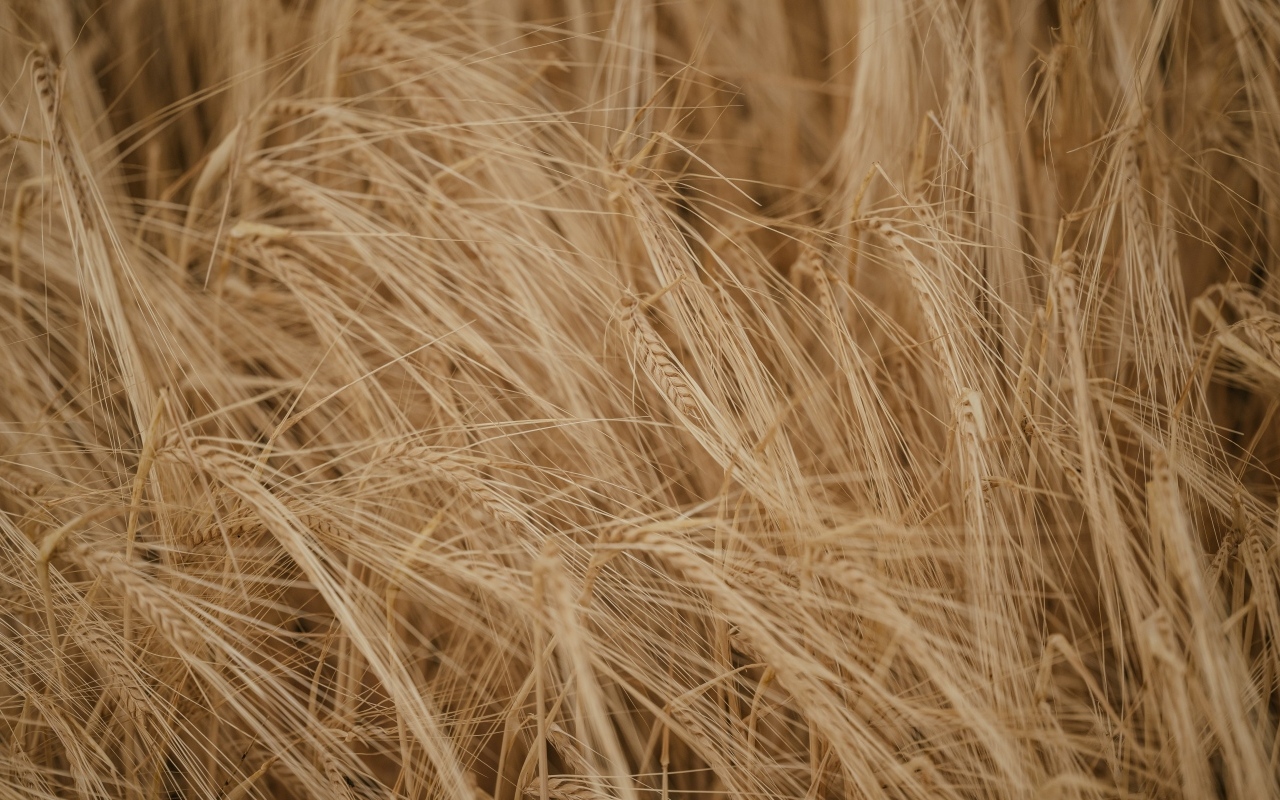 Желтая сухая пшеница крупным планом на поле