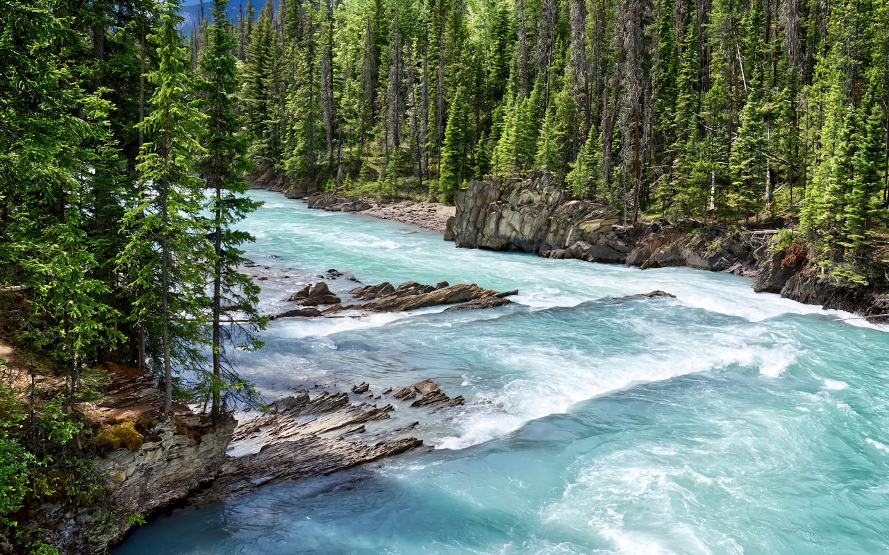 Быстрая голубая горная река с елями на берегу