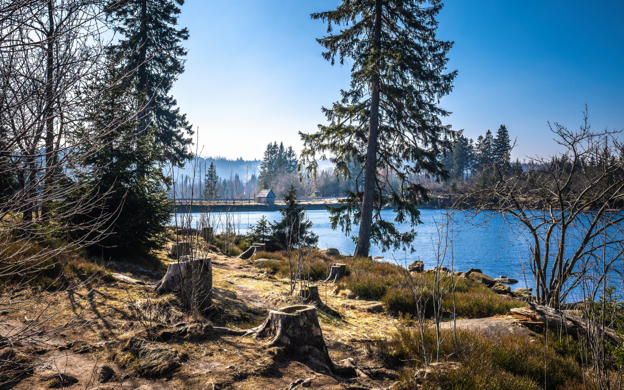 Ели у реки в холодном весеннем парке